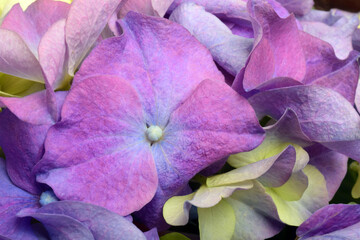 Blue purple hydrangea close up flower - 588815568