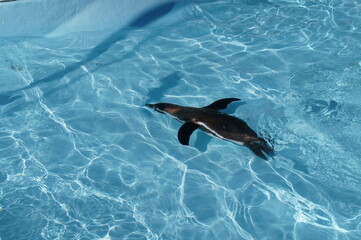 Penguin bred in aquarium pool