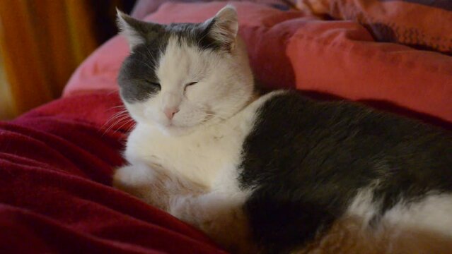 le chat somnole sur des coussins