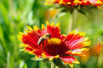 Pszczoła Anthophila zbierająca pyłek z kwiatu Gaillardii - obrazy, fototapety, plakaty