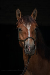 Portrait of a thoroughbred horse on a dark background, close-up.