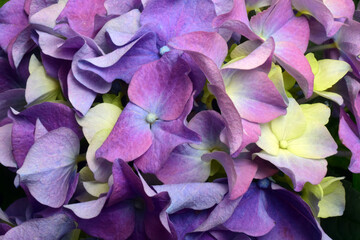 Blue purple hydrangea close up flower - 588816728
