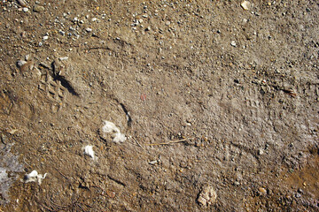 Wet ground with footprints. Mud ground with human footprints. Soil background