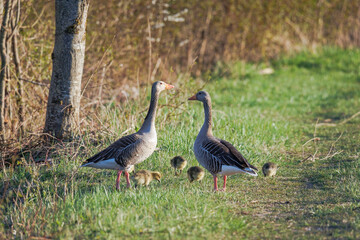 A greylag goose family with two parents and five chicks swims at the water