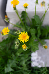 Photo of yellow dandelions that have grown among concrete slabs. View from above.