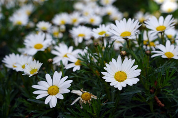 beautiful daisies in the garden 