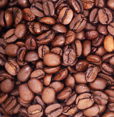 Roasted coffee beans on white