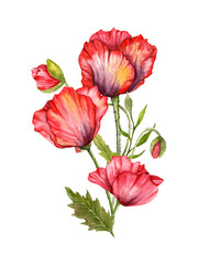 Red Poppy Flowers Watercolor Illustration,  Hand Painted Wildflowers Bouquet