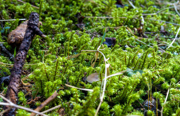 Close-up of seedlings that are growing in the forest in the mountains