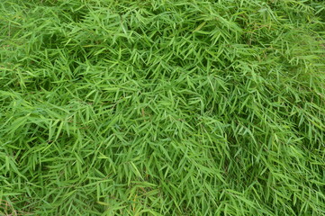 Bamboo leaves