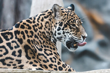 jaguar in zoo