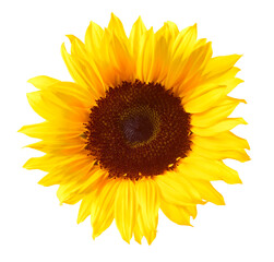 Fototapeta premium Sonnenblume auf weiss als Freisteller