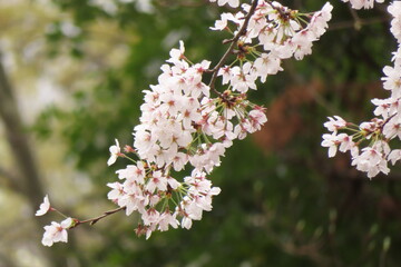 自然の桜