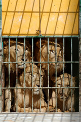 Lions en cage dans un zoo