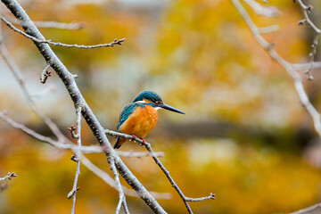 a kingfisher sitting on a piece of grass, in the style of blurred imagery, dark teal and light orange, yellow background