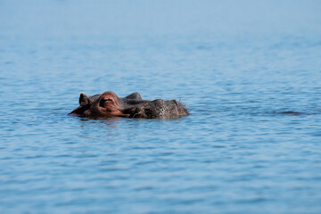 Hippopotamus sticks its head out of the water during the day at Lake Naivasha Kenya Africa