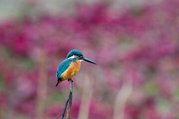 a kingfisher sitting on a piece of grass, in the style of blurred imagery, dark teal and light orange, pink flower background