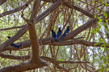 Trois iIrrisors moqueurs sur une branche