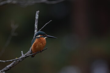 a kingfisher sitting on a piece of grass, in the style of blurred imagery, dark teal and light orange, pink flower background