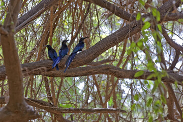 Trois iIrrisors moqueurs sur une branche