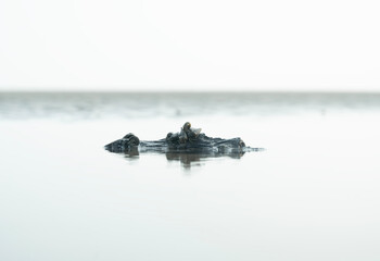 This is a land hermit crab. They are commonly kept as pets. Hermit Crab on the beach at Bakkhali...