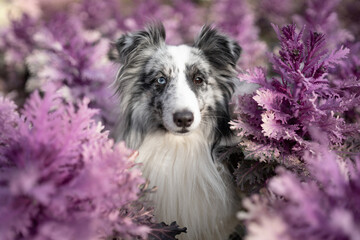 dog in purple cabbage
