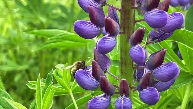 Lupines with bee on a sunny summer day