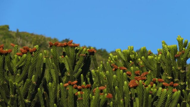 detail of Araucaria tree branch, also evergreen coniferous tree or monkey tail tree, with thick sharp needles, close to Lanin volcano in the border region between Argentina and Chile.