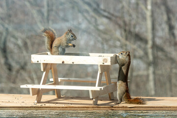 Chick-Nik Table with Two Red Squirrels