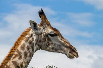 Giraffes in animal mating game in savannah, in Imire Rhino & Wildlife Conservancy National park, Zimbabwe