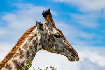 Obraz premium Giraffes in animal mating game in savannah, in Imire Rhino & Wildlife Conservancy National park, Zimbabwe