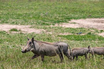 Warthog, African wild pig in savannah in Africa, in national park for animal preservation