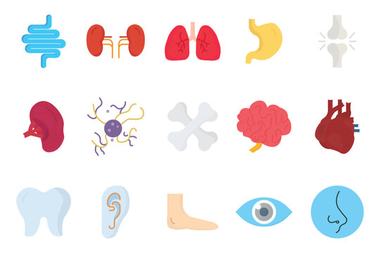Human organs icon set illustration. Intestines, kidneys, lungs, stomach, joints, spleen, brain, liver, nose and others. Flat icon style. Simple vector design editable