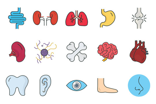 Human organs icon set illustration. Intestines, kidneys, lungs, stomach, joints, spleen, brain, liver, nose and others. Flat line icon style, lineal color. Simple vector design editable