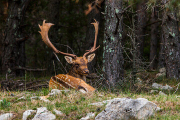 Fallow deers in La Garrotxa, Girona, Pyrenees, northern Spain. Europe © Alberto Gonzalez 
