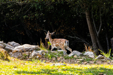 Fallow deers in La Garrotxa, Girona, Pyrenees, northern Spain. Europe © Alberto Gonzalez 