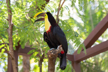 toucan on a branch