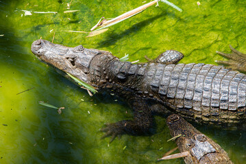 alligator in the swamp