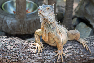 iguana on a tree