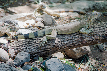 iguana on a tree