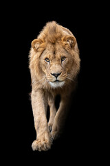 Fototapeta na wymiar Close up detail portrait of big male lion on black background