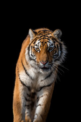 Fototapeta na wymiar Close up face tiger isolated on black background