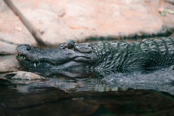 cocodrilo, aligator // crocodile, alligator