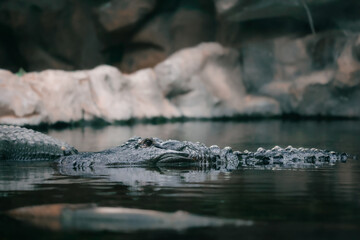 cocodrilo, aligator // crocodile, alligator