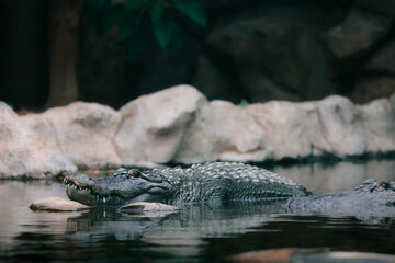 cocodrilo, aligator // crocodile, alligator