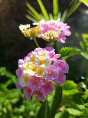 pink and white flowers
