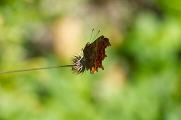 Comma butterfly (Polygonia c-album) sitting on a plant in Zurich, Switzerland