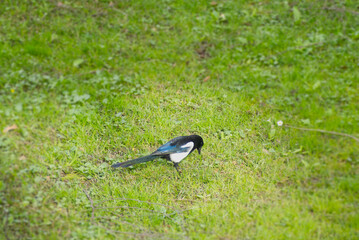 Eurasian Magpie (Pica pica) picking up a branch on a grass field in Zurich, Switzerland