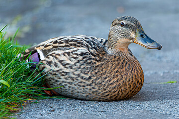 duck on the grass
