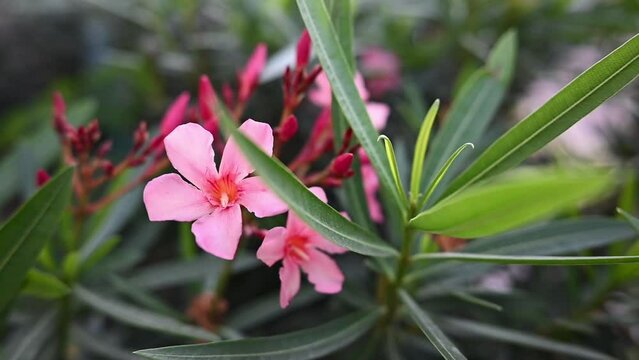 Flores